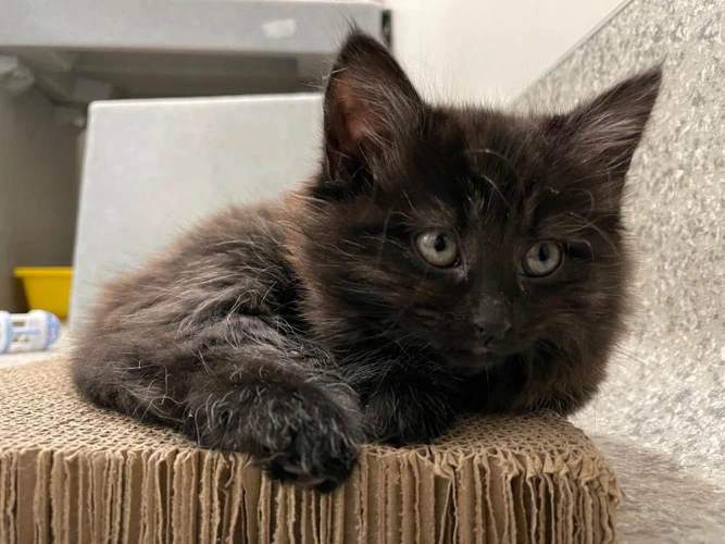 Stratus 2 month old female