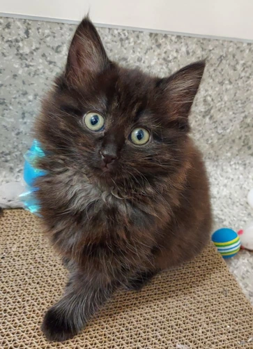 Stratus 2 month old female