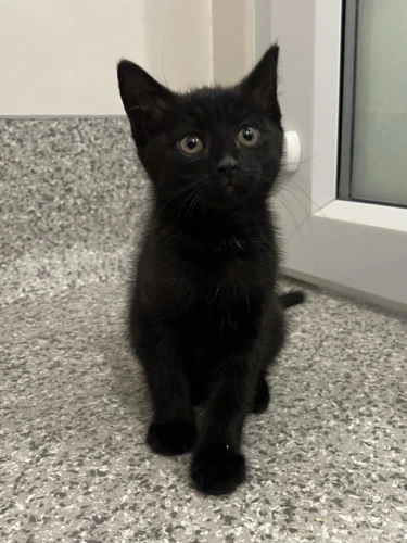 Cumulus 2 month old female