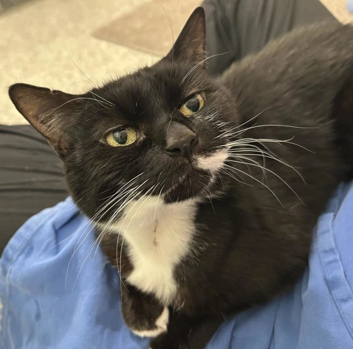 Bubbles 11 Year Old Female