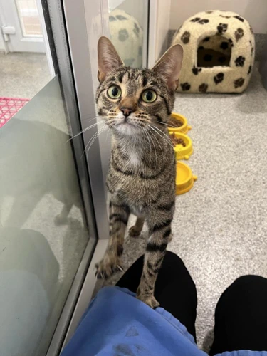 Bluey 9 Month Old Female