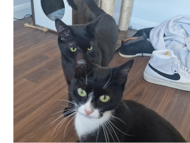 DRH Storm (M) & Jojo (F)