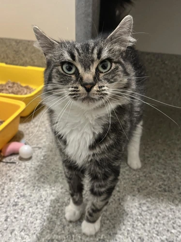 Peaches 4 Year Old Female