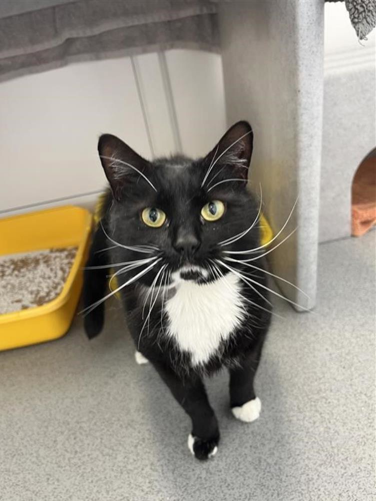 Pop — Domestic Cat