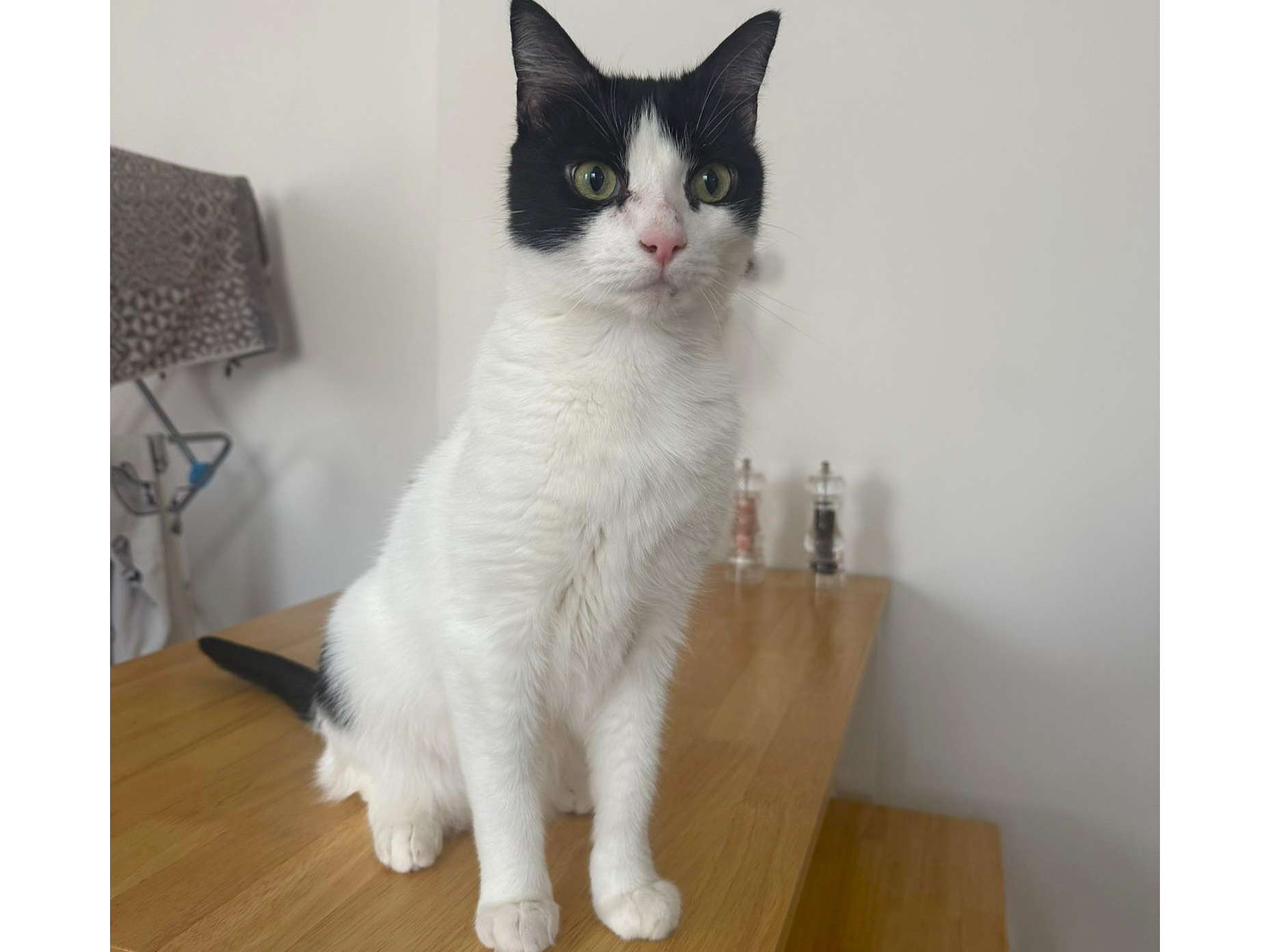 Rocco — Domestic Cat