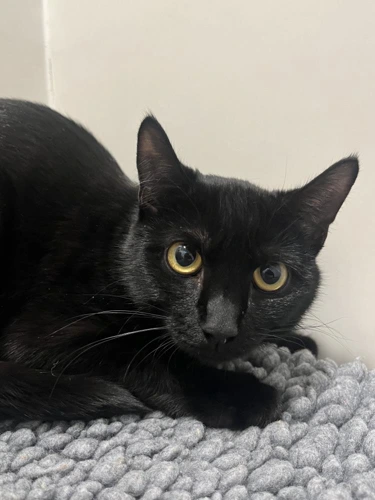 Maili 10 Month Old Female