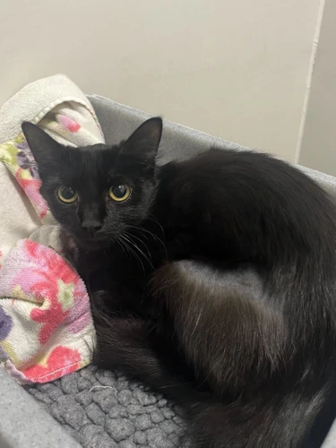 Kaili 9 Month Old Female