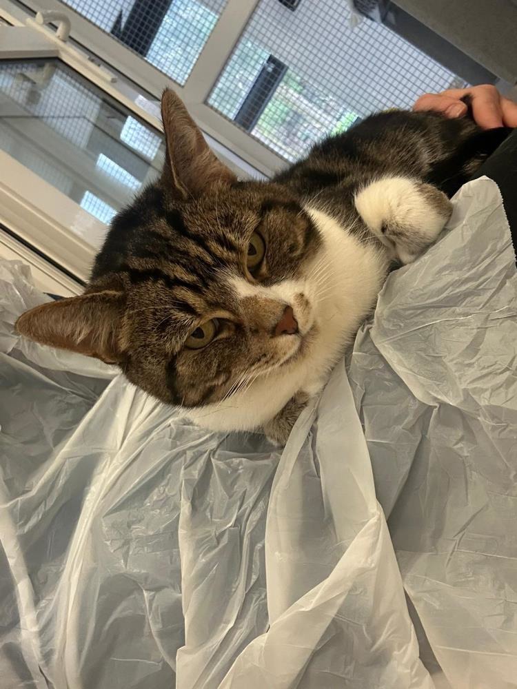 Amy — Domestic Cat