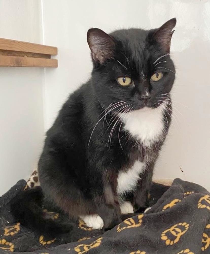 Wilma — Domestic Cat