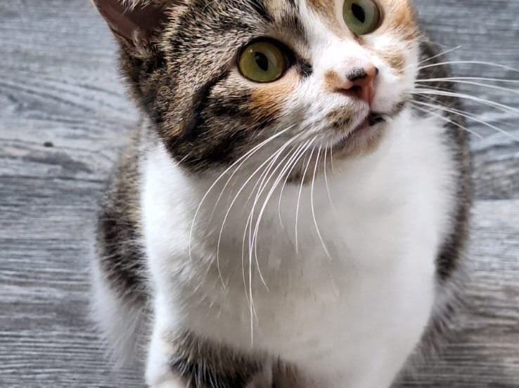 Luna and Munch — Domestic Cat