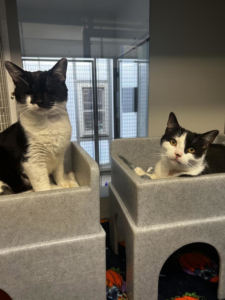 Caislin — Domestic Cat