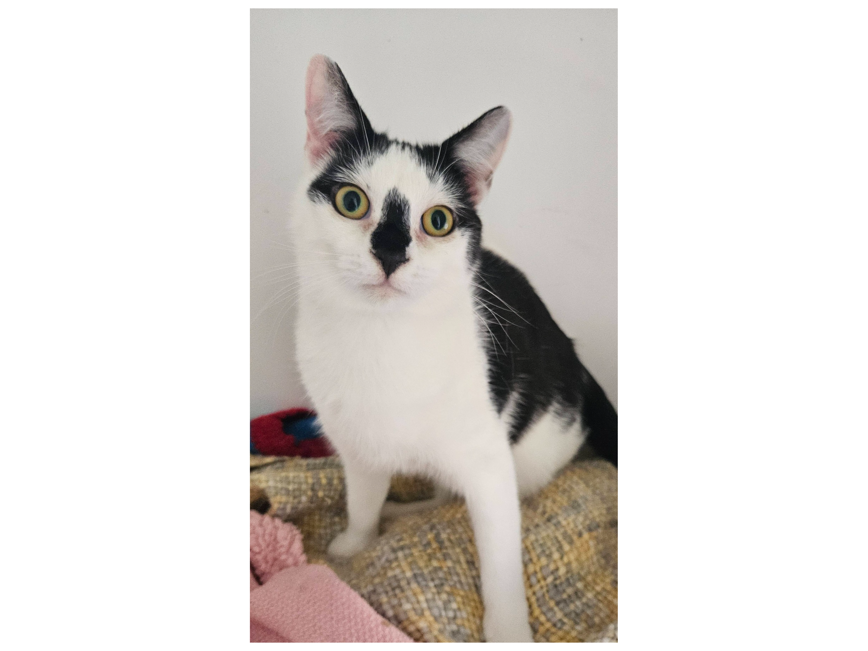 GERTIE — Domestic Cat