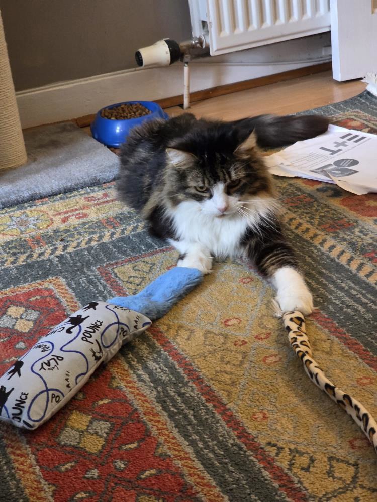 Milo — Domestic Cat