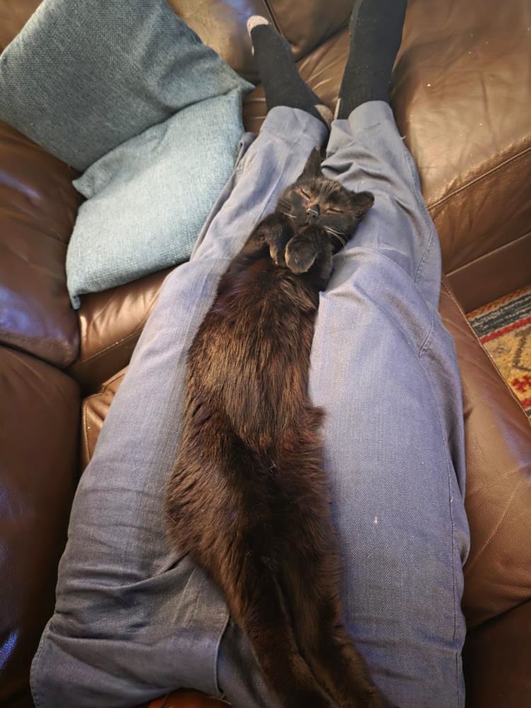 Sooty — Domestic Cat