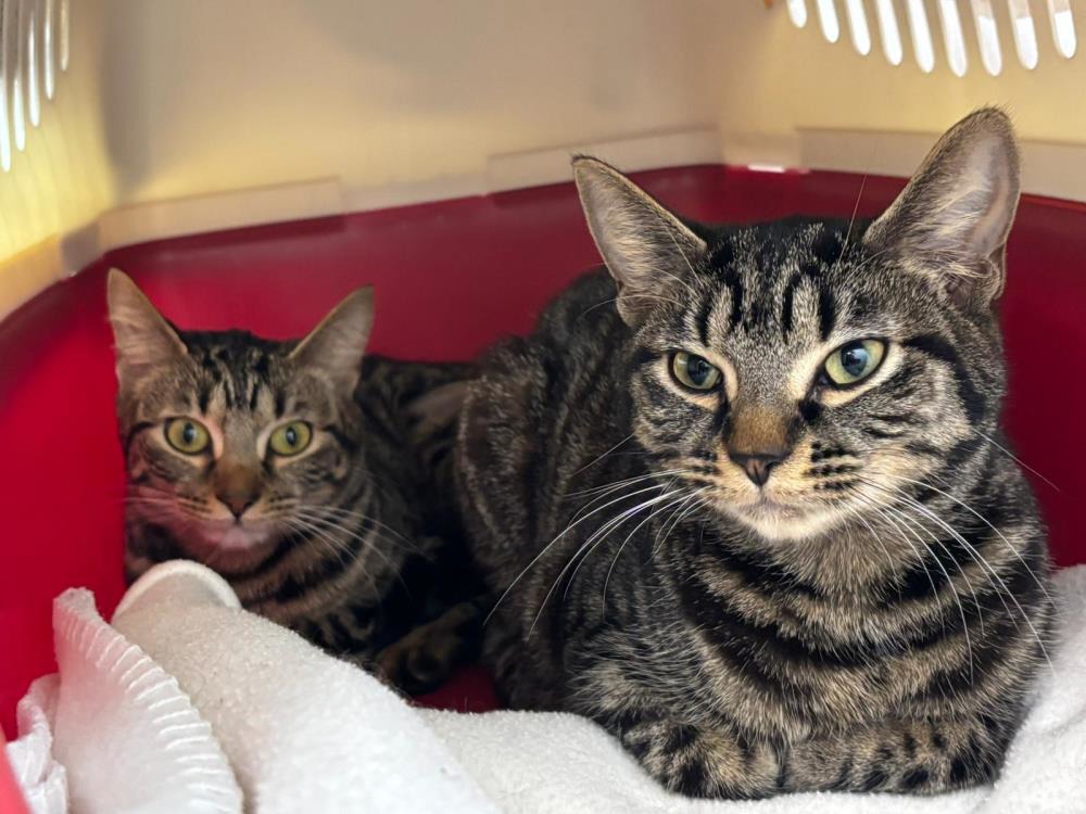 Crab Apple and Plum — Domestic Cat