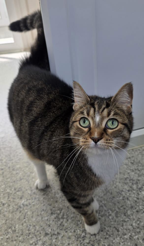 Kiwi — Domestic Cat