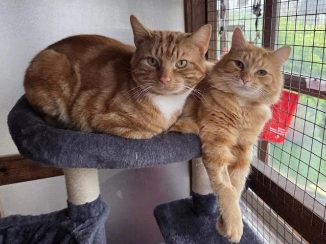 Winston and Wesley   (PAIR)