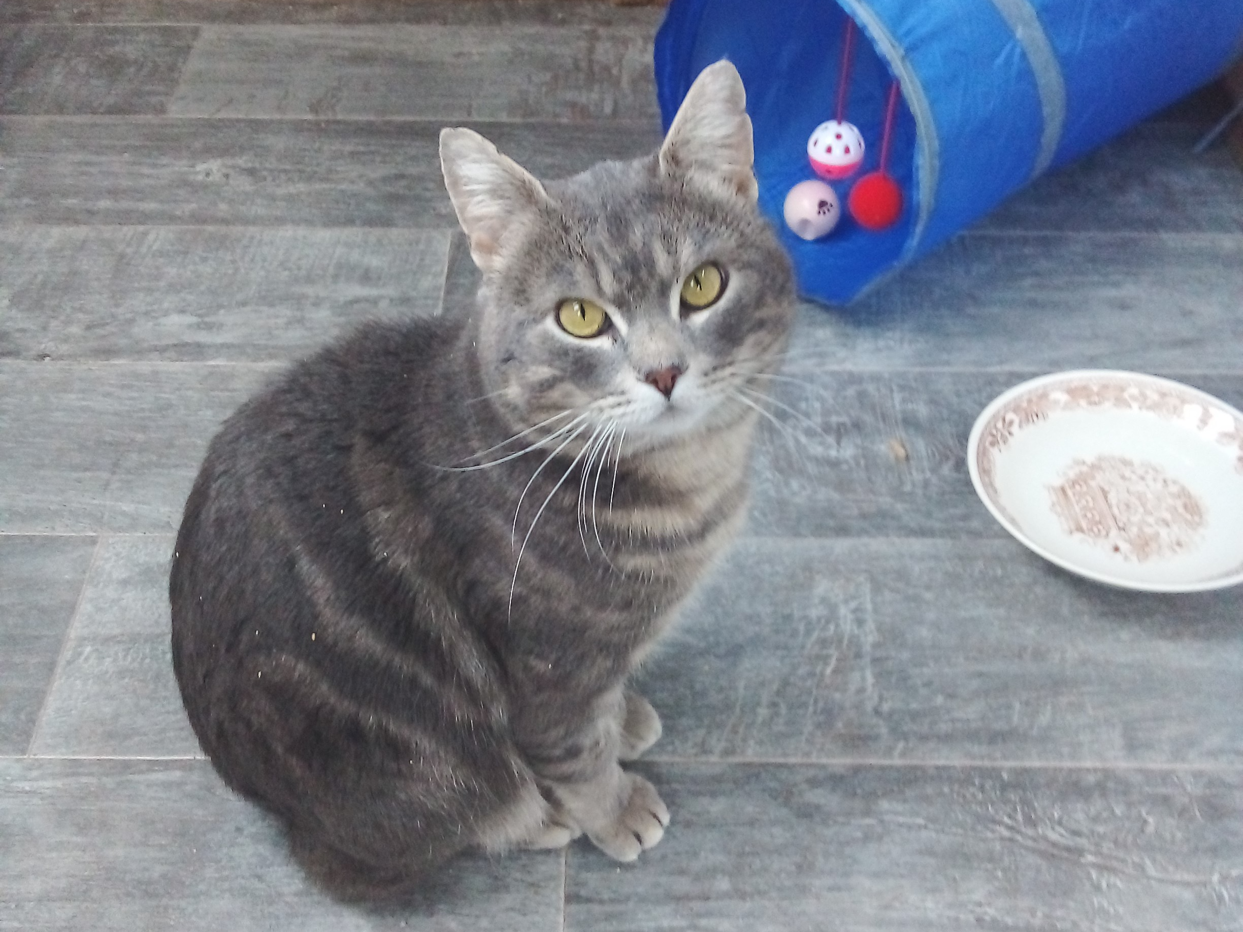 Mickey — Domestic Cat