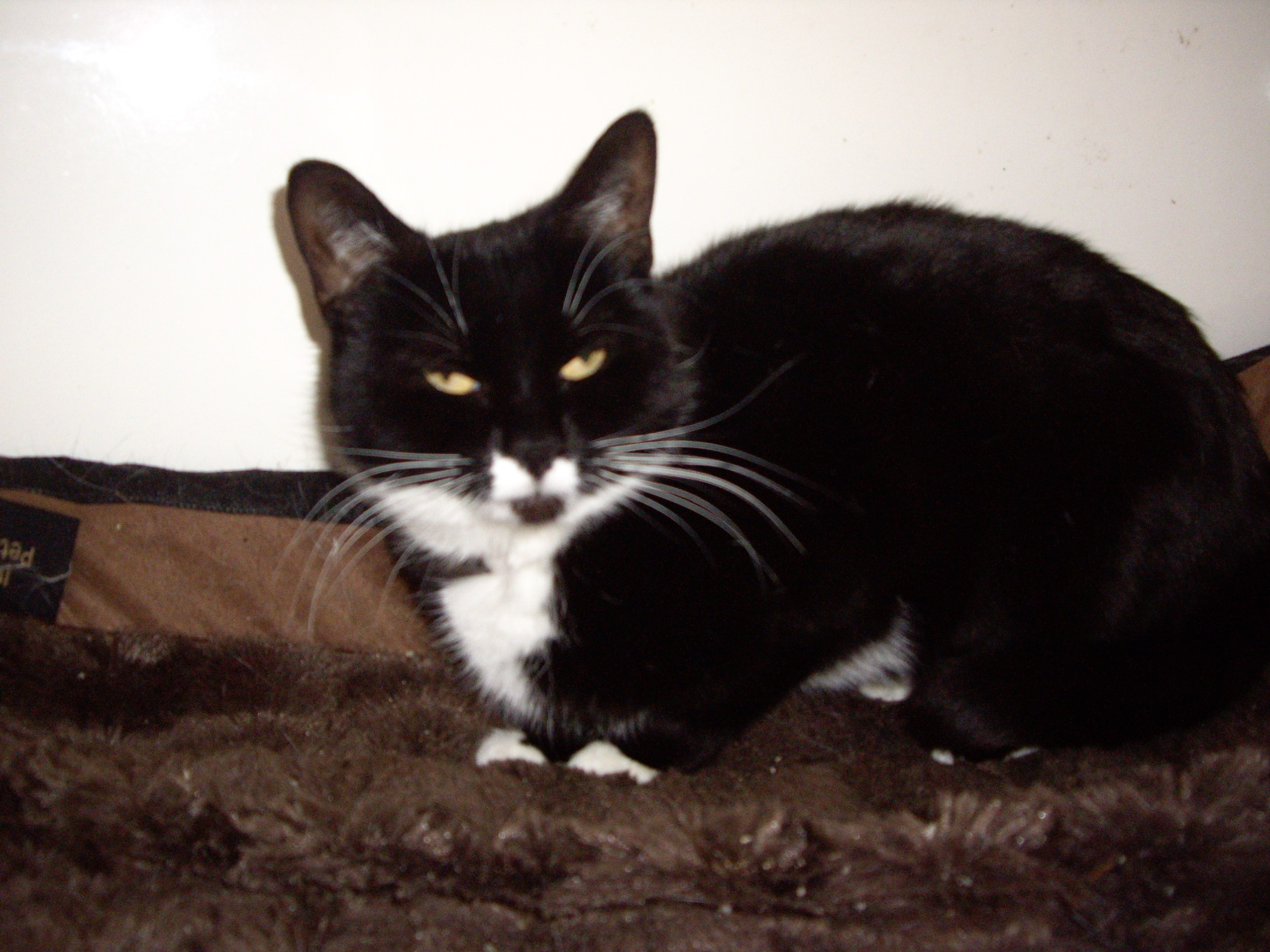 Maxi — Domestic Cat