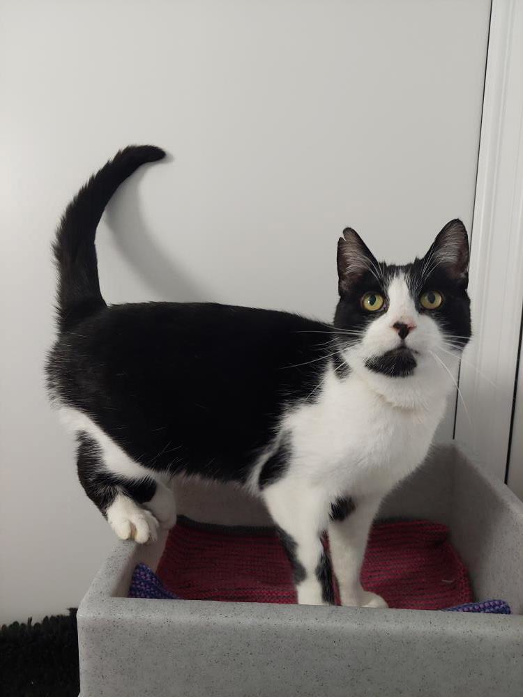 Ying — Domestic Cat