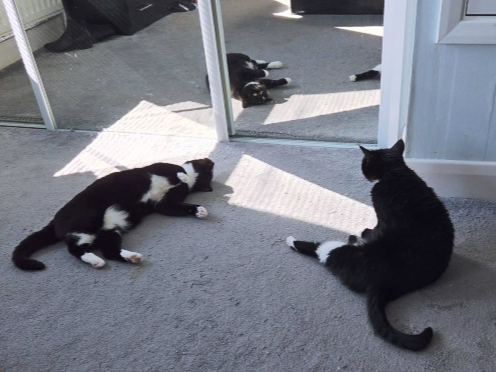 Poppy & Posy — Domestic Cat