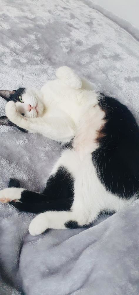 Marie — Domestic Cat