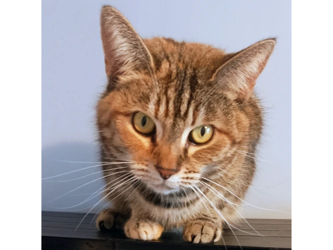 Kali