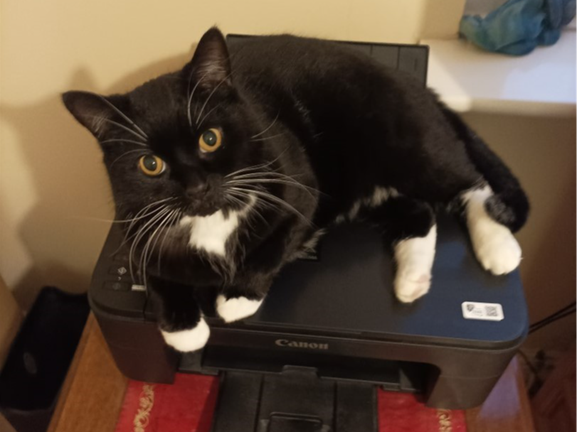 Vinnie — Domestic Cat