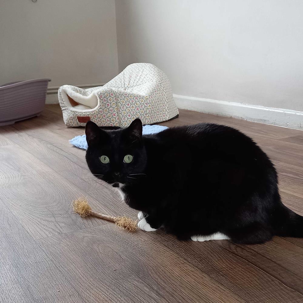 Kevin — Domestic Cat