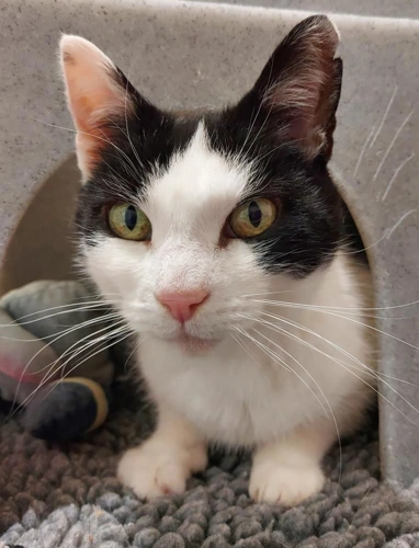 Pixie 11 Year Old Female