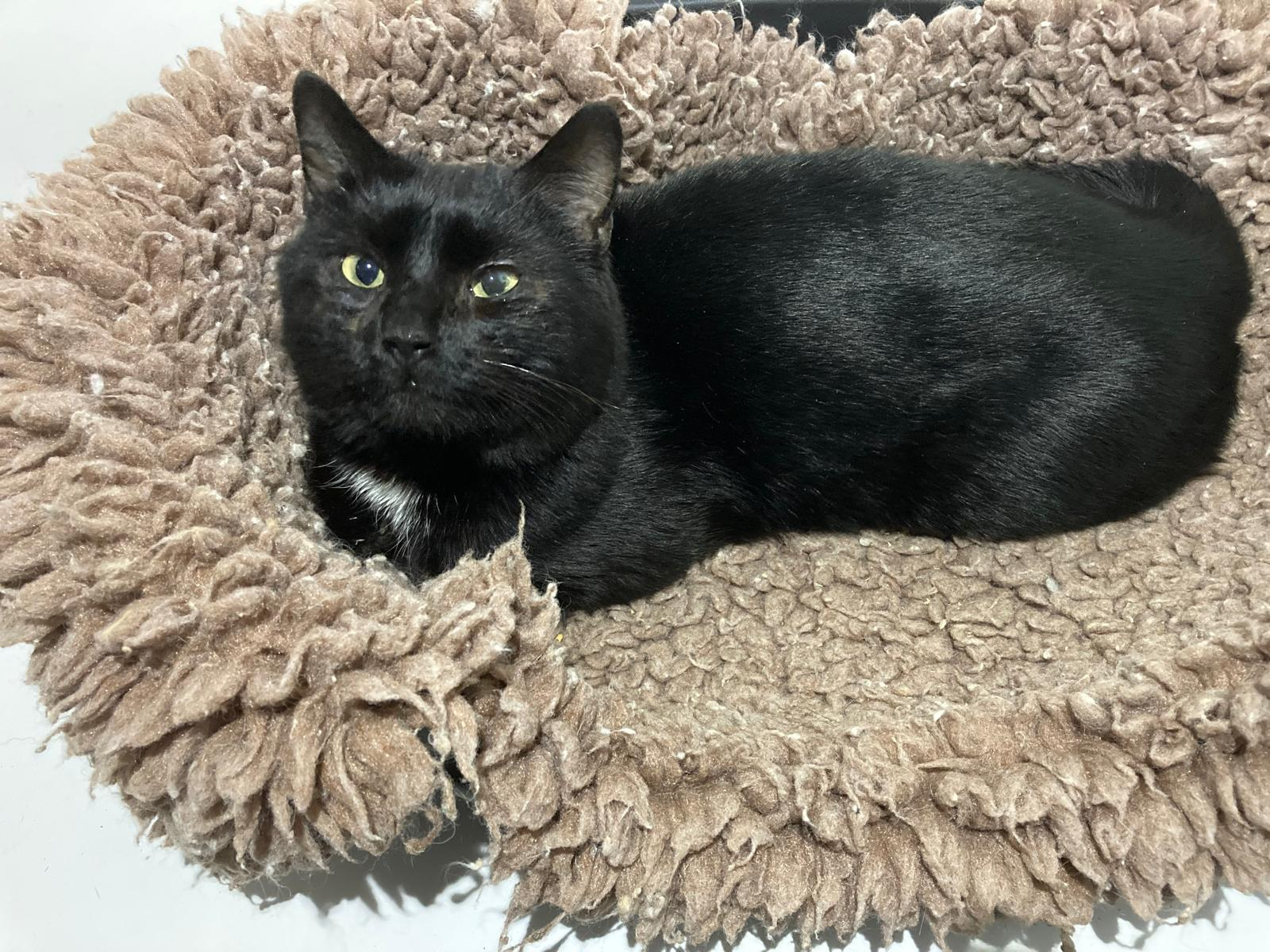 Ozzy — Domestic Cat