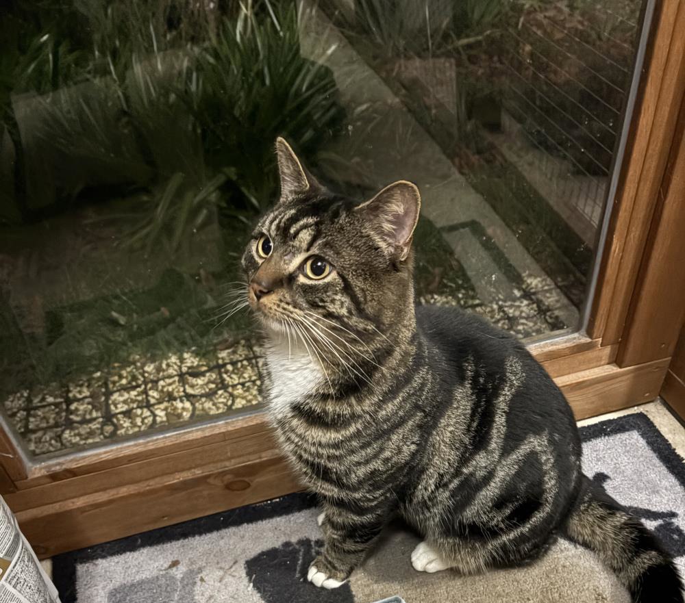 Steve — Domestic Cat