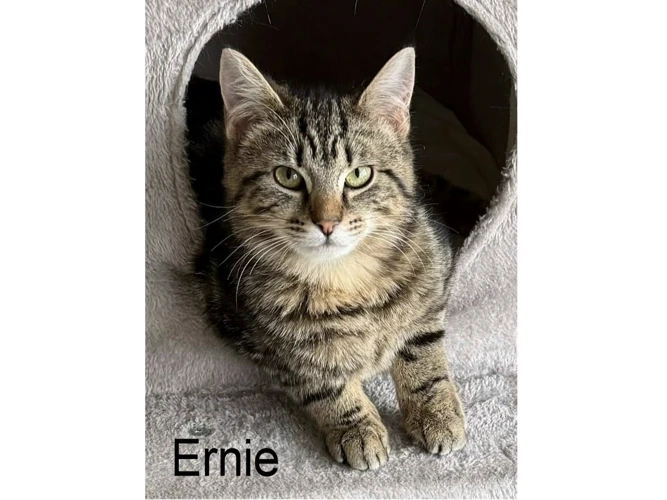 ERNIE