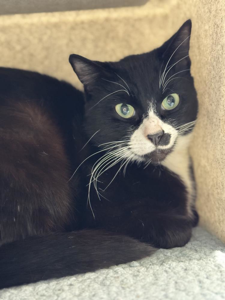 Times New Roman — Domestic Cat