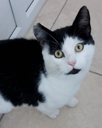 Freddie