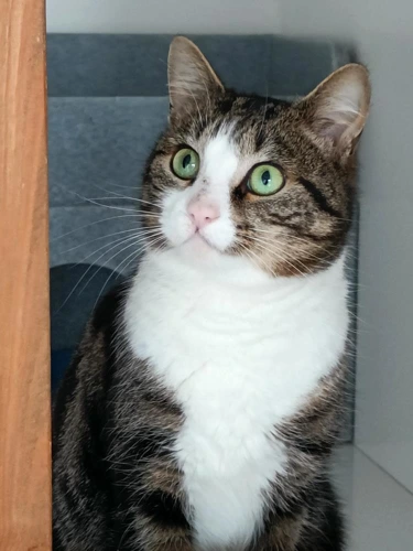 Elvis