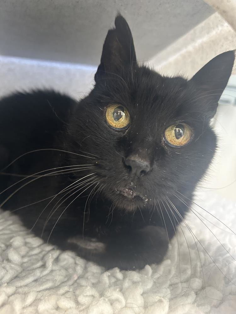 Lou Lou — Domestic Cat