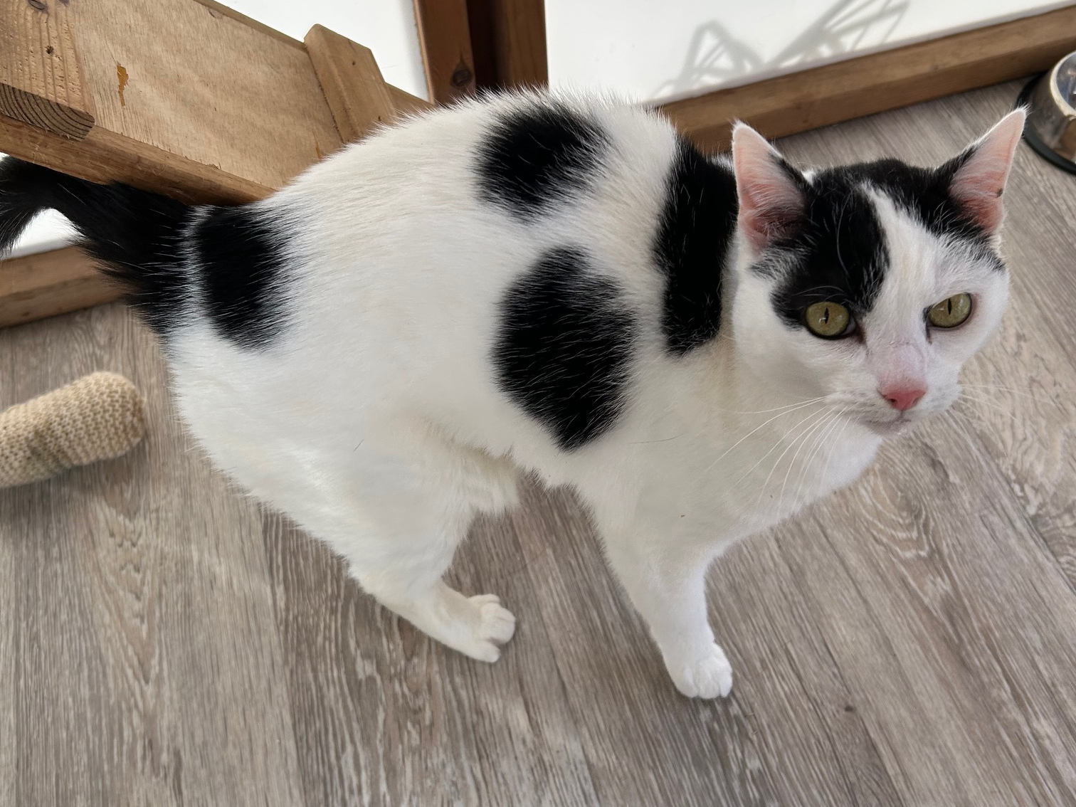 Rome — Domestic Cat