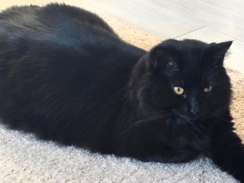 Beatrice or Bebe — Domestic Cat