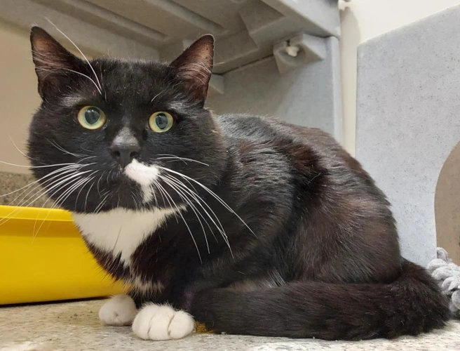 Bobby 3 Year Old Male