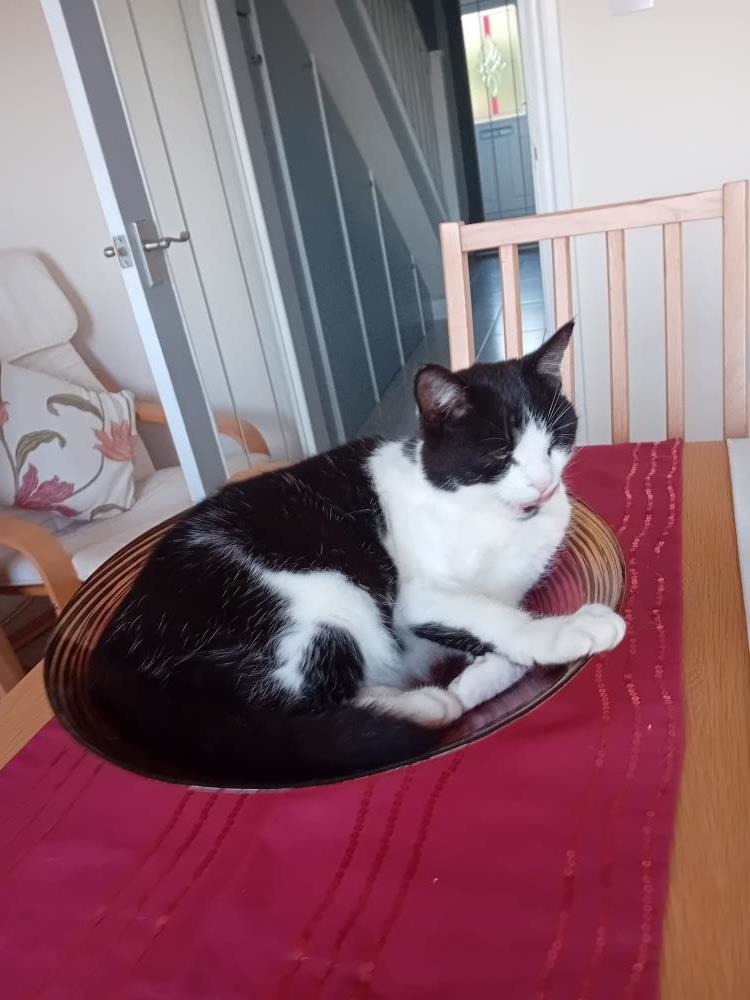 COOKIE — Domestic Cat