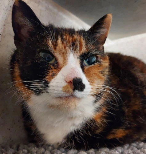 Mabel May 9y old female