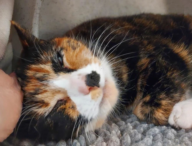 Mabel May 9y old female