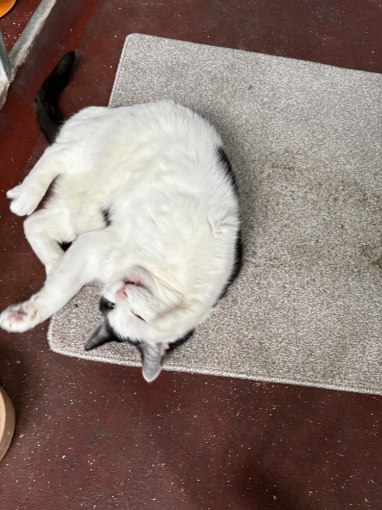 Domino — Domestic Cat