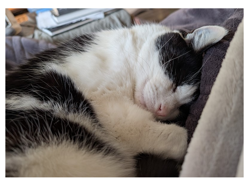 Rocky — Domestic Cat