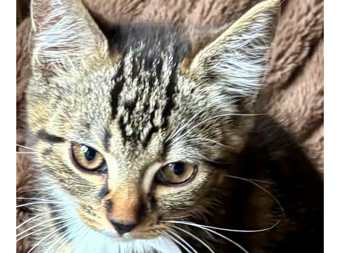 Huey, Louie and Dewey