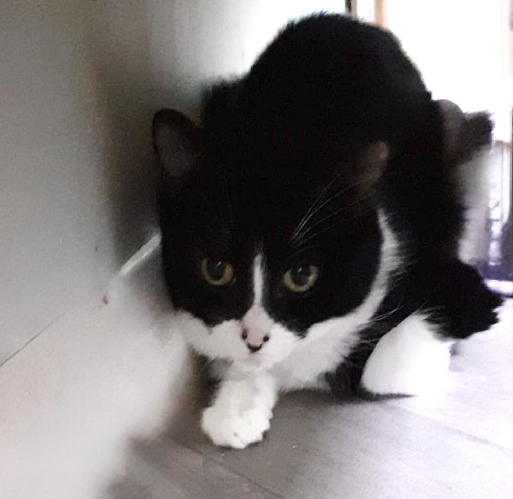 Chanel — Domestic Cat