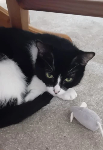 Rosie