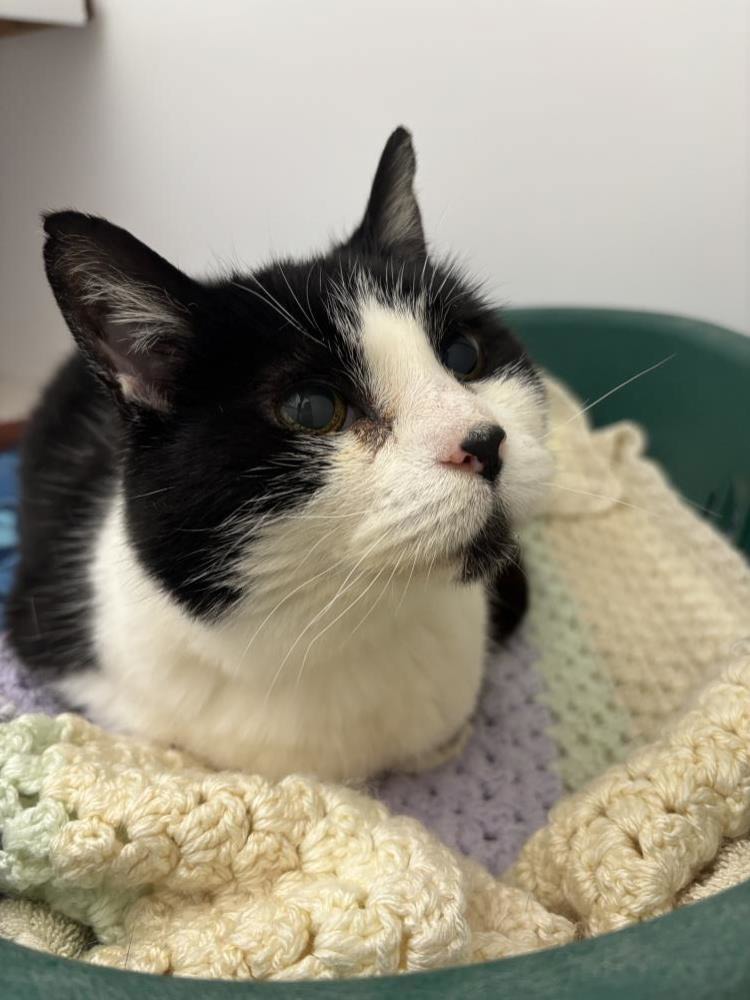 Jennifer — Domestic Cat