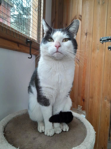 Sylvester